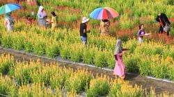 Viral di Media Sosial, Taman Bunga Celocia Garden Diserbu Wisatawan