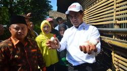 Mentan Tebar Ayam Kampung Petelur untuk 11.000 Warga Miskin Tasikmalaya