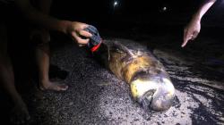 Seekor Dugong Mati Terbawa Arus Surut di Pantai Pulau Bungkuk Indah