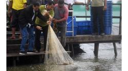 Presiden Jokowi Panen Udang di Muara Gembong