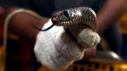 Doa Terhindar Gigitan Ular dan Serangan Hewan Buas