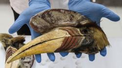 Bareskrim Polri Bongkar Sindikat Jual Beli Burung Julang Sulawesi