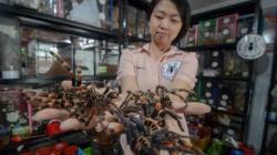 Perempuan Bandung Ini Pelihara 1.800 Ekor Tarantula