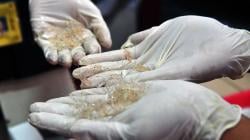 TNI AL Gagalkan Penyelundupan Bibit Lobster Senilai Rp19 Miliar