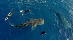 Asyiknya Berenang bersama Kawanan Hiu Paus di Perairan Gorontalo