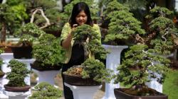 Melihat Koleksi 85 Bonsai Cantik Milik Jeanne Wenas