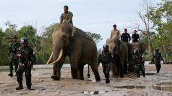 Jatuh saat Kabur, Petani di Muratara Tewas Diinjak Gajah<