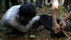 Evakuasi 2 Beruang Madu Terkena Jerat Babi di Aceh