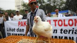 Protes Harga Ayam Anjlok, Peternak Demo Kantor Menko Perekonomian