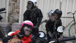 Gaya Lucu Monyet Pakai Kostum Biker