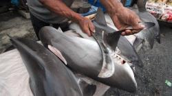 Kolombia Sita Ribuan Sirip Hiu Bernilai Miliaran Rupiah, Hendak Dikirim ke Hong Kong