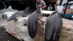 Nelayan Aceh Nekat Berburu Ikan Hiu Meskipun Dilarang