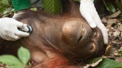 Hutan Hangus Terbakar, Orangutan Kabur dan Kena Jerat Pemburu