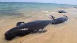 7 Ekor Paus Pilot Mati akibat Terdampar di Pantai Manie NTT