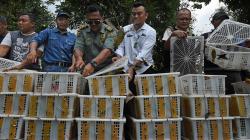 Ribuan Ekor Burung Dilindungi Dilepas ke Alam Liar