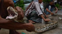 Bikin Heboh, Ular Piton Panjang 4 Meter Ditangkap usai Memangsa Kucing