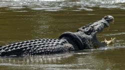 Penampakan Buaya Berkalung Ban Bekas Kembali Muncul di Sungai Palu
