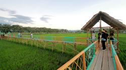 Sawah Jadi Destinasi Wisata Alternatif di Desa Balahu Gorontalo