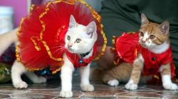 Penampilan Lucu Kucing-Kucing Pakai Baju Imlek
