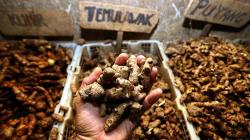 Terinspirasi Jokowi, Warga Bandarlampung Bagikan 1.000 Jamu Empon-Empon