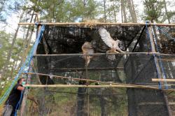 BKSDA Aceh Lepasliarkan Elang Brontok di Hutan Lindung Takengon