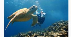 Suka Menyelam? Ini Dia Rekomendasi Spot Diving Tercantik di Indonesia