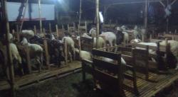 Jelang Lebaran Qurban, Penjual Kambing Mulai Bermunculan