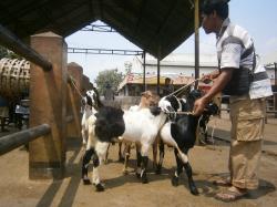 Kurban 1 Ekor Kambing Bisa Diniatkan untuk Sekeluarga, Begini Penjelasan Dalilnya