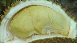 Viral! Pohon Durian Ini Hasilkan 15 Rasa Berbeda, Musang King hingga Bawor