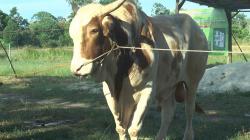 Viral! Sapi Mati di Kebunnya, Kakek Tua Renta Jadi Terdakwa