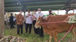 Idul Adha 1442 Hijriah, Pemkab Babar Potong 6 Sapi dan 5 Kambing