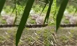 Heboh Buaya Raksasa Masuk Kebun Sawit