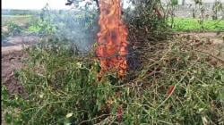 Harga Cabai Sudah Tidak Lagi Pedas, Petani Cabuti Hingga Bakar Tanaman Cabai