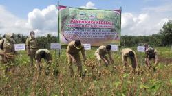 Identik Dengan Tempe Mendoan, Wakil Bupati Banyumas Panen Raya Kedelai