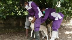 Kasus Tahunan Tinggi, Warga Kota Samarinda Diimbau Waspada Rabies