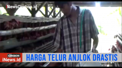 Video Harga Telur Anjlok Peternak Ayam Petelur menjerit