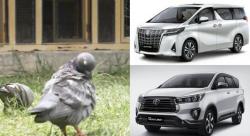 Edun Euy, Burung Merpati Milik Warga Pekalongan Seharga Alphard Baru Plus Innova 