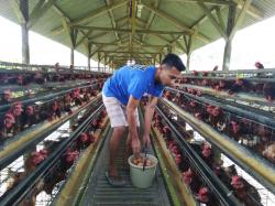 Bacaan Doa Menyembelih Ayam Beserta Tata Cara Sesuai Sunnah