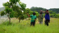 Mangga Agrimania Jadi Idola Baru, Naikan Kesejahteraan Petani