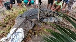 Foto: Warga Tangkap buaya Muara, Terdapat Potongan Tubuh Manusia