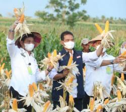 Dukung Percepatan Pemulihan Ekonomi, Mentan Panen Raya Jagung di NTT