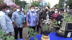 Peringati Hari Sumpah Pemuda, Dekranasda NTT Gelar Pameran 1.000 Bonsai 