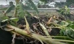 Ingin Viral Seperti 'Salam dari Binjai', Bocah di Lamongan Nekat Rusak Puluhan Pisang Petani