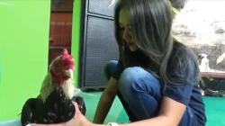 Mirip Aura Kasih, Cewek Sleman Ini Ternyata Peternak Ayam Jago Petarung Plus Pembalap