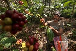 Cerita Petani Kopi Trawas, Ada Pelajaran Berharga Dibalik Harumnya Secangkir Kopi