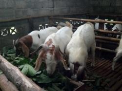 7 Ekor Kambing Raib Tersisa Jeroan di Pancoran Mas Depok, Polisi Turun Tangan