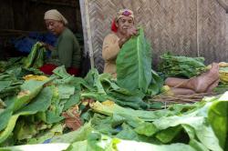 Dua Puluh Ribu Buruh Tani Tembakau Jember Terlindungi BPJS Ketenagakerjaan