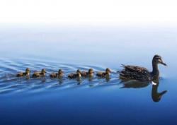 Ada yang Tahu? Mengapa Anak Bebek Berenang di Belakang Induknya