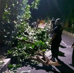 Pohon Tumbang di Kota Tangerang Sudah Ditangani