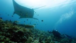 Foto : Menyelam ke Dasar Laut, Melihat Anggun dan Cantiknya Pari Manta Raja Ampat